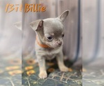 Small #4 Chihuahua