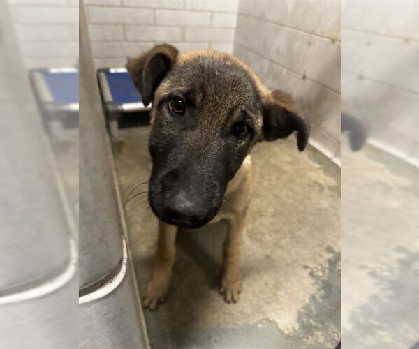 Medium Photo #1 German Shepherd Dog Puppy For Sale in Stockton, CA, USA