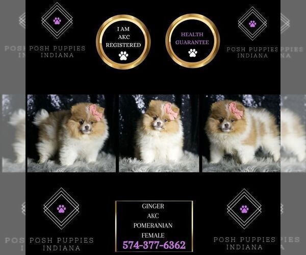 Medium Photo #2 Pomeranian Puppy For Sale in WARSAW, IN, USA