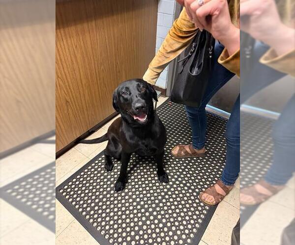 Medium Photo #1 Labrador Retriever Puppy For Sale in Stockton, CA, USA