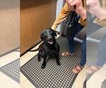 Small Labrador Retriever