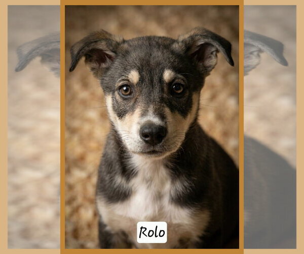 Medium Photo #2 Aussie Siberian Puppy For Sale in Granbury, TX, USA