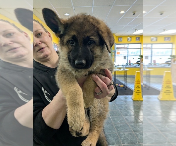 Medium Photo #4 German Shepherd Dog Puppy For Sale in HAMMOND, IN, USA