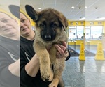 Small #3 German Shepherd Dog