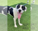 Small American Pit Bull Terrier Mix