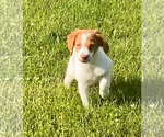 Small Photo #4 Brittany Puppy For Sale in CONDON, MT, USA