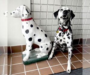 Dalmatian Dogs for adoption in Sandy, UT, USA