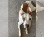 Penelope - Female Mutt Dog for Adoption - Small photo