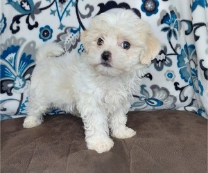 Maltese-Poodle (Toy) Mix Puppy for Sale in ELKTON, Kentucky USA