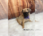 Small Photo #3 Pug Puppy For Sale in RIPLEY, MS, USA