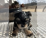 Small #19 Morkie