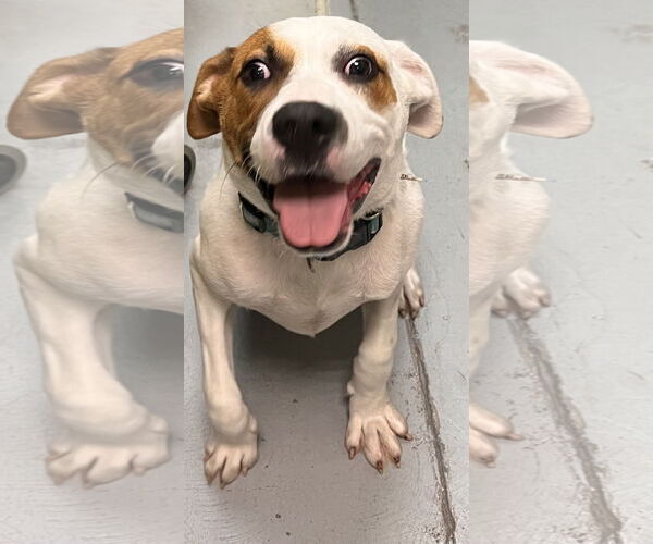 Medium Photo #2 Mutt Puppy For Sale in Royal Palm Beach, FL, USA