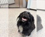 Small Cavalier King Charles Spaniel-Tibetan Spaniel Mix