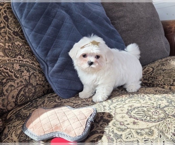 Medium Photo #2 Maltese Puppy For Sale in SANTA CLARITA, CA, USA