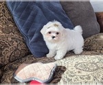 Small #1 Maltese
