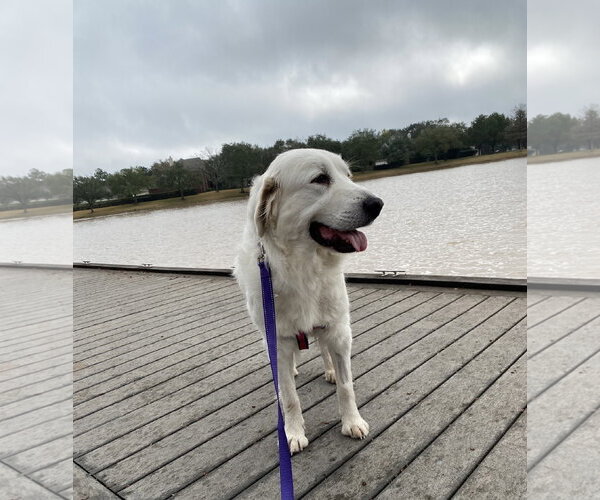 Medium Photo #9 Great Pyrenees Puppy For Sale in Spring, TX, USA