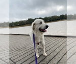Small #8 Great Pyrenees