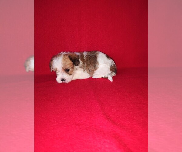 Medium Photo #5 Morkie Puppy For Sale in LAPEER, MI, USA