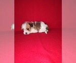 Small Photo #27 Morkie Puppy For Sale in LAPEER, MI, USA