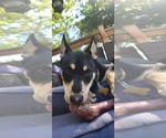 Small #1 German Shepherd Dog Mix