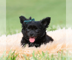 Small #4 Chihuahua