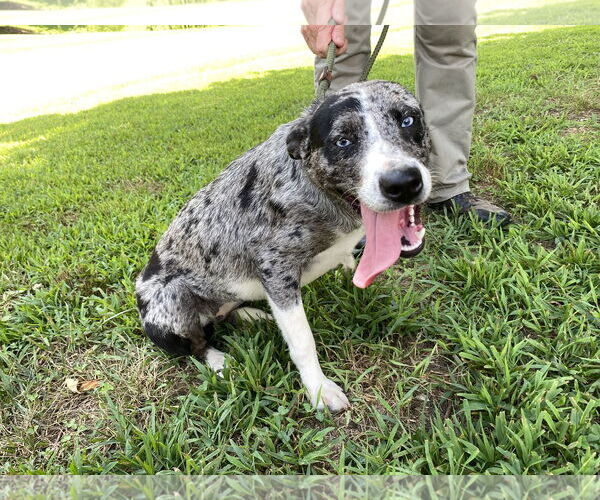 Medium Photo #1 Catahoula Leopard Dog Puppy For Sale in Sparta, TN, USA