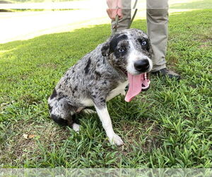 Catahoula Leopard Dog Dogs for adoption in Sparta, TN, USA