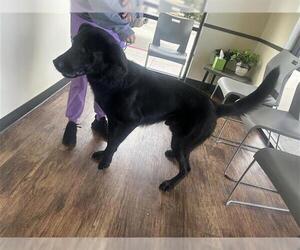 Labrador Retriever-Unknown Mix Dogs for adoption in Houston, TX, USA