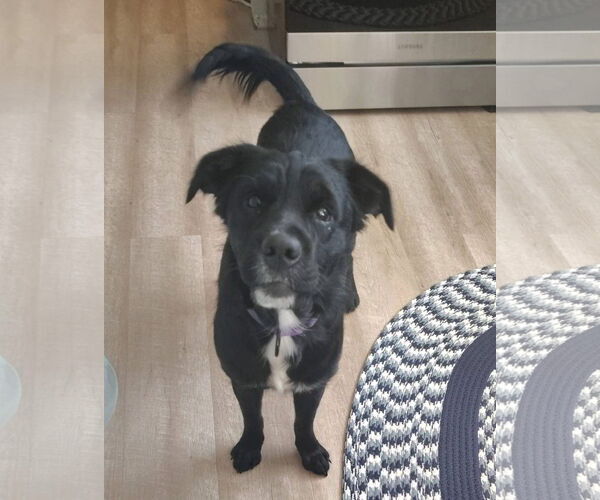 Medium Photo #1 Mutt Puppy For Sale in New London, WI, USA