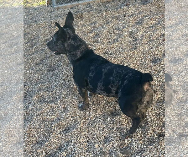 Medium Photo #5 Dachshund-Unknown Mix Puppy For Sale in Oakhurst, NJ, USA