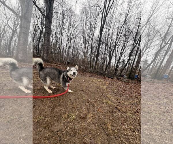 Medium Photo #2 Siberian Husky Puppy For Sale in Rustburg, VA, USA
