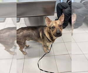 German Shepherd Dog-Unknown Mix Dogs for adoption in Corpus Christi, TX, USA