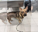 BUTCH - Male German Shepherd Dog-Unknown Mix Dog for Adoption - Small photo