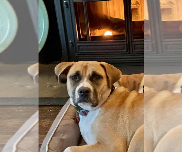 Medium Photo #4 American Pit Bull Terrier-Labrador Retriever Mix Puppy For Sale in Brewster, NY, USA