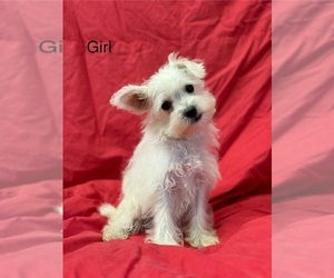 Schnoodle (Standard) Puppy for sale in ROANOKE, IL, USA