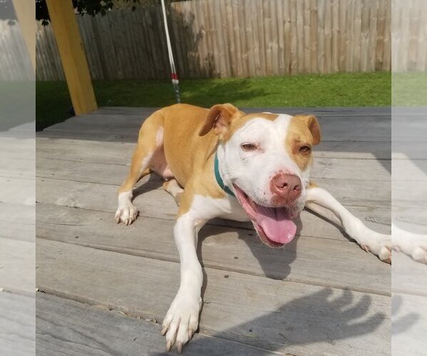 Medium Photo #2 American Pit Bull Terrier-Unknown Mix Puppy For Sale in Belleville, MI, USA