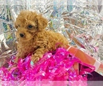 Small #1 Poodle (Toy)