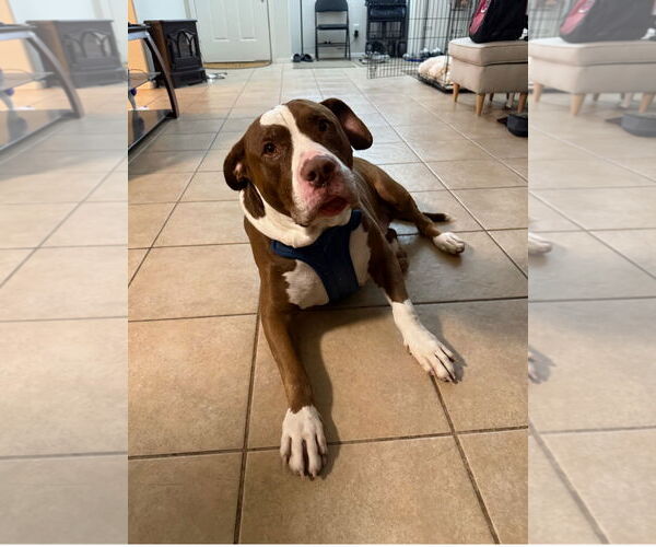 Medium Photo #2 Bull-Boxer Puppy For Sale in Chandler, AZ, USA