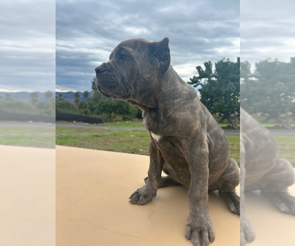 Medium Photo #33 Cane Corso Puppy For Sale in OCEANSIDE, CA, USA