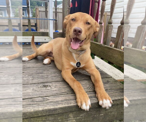 Medium Photo #5 Mutt Puppy For Sale in Springdale, PA, USA