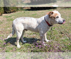 Mutt Dogs for adoption in Oklahoma City, OK, USA