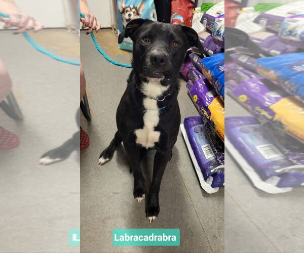 Medium Photo #1 Labrador Retriever-Unknown Mix Puppy For Sale in Richmond, IN, USA