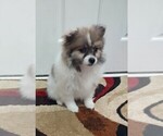 Puppy Boulder Pomeranian