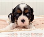Small #2 Cavalier King Charles Spaniel