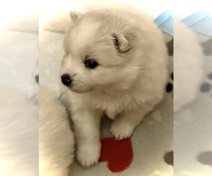 American Eskimo Dog Puppy for sale in GARDNER, MA, USA
