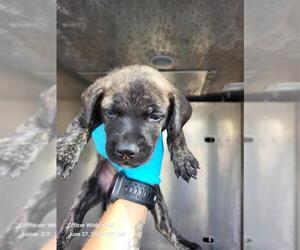 Labrador Retriever-Unknown Mix Dogs for adoption in San Antonio, TX, USA