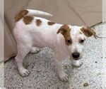 Small #3 Labrador Retriever Mix