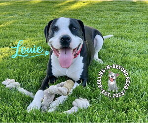Louie - Male American Pit Bull Terrier-American Staffordshire Terrier Mix Dog for Adoption - Photo #5