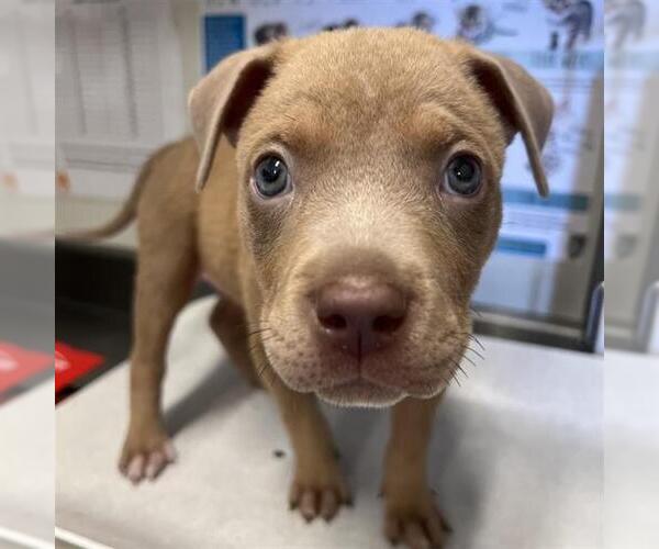 Medium Photo #1 Mutt Puppy For Sale in San Antonio, TX, USA