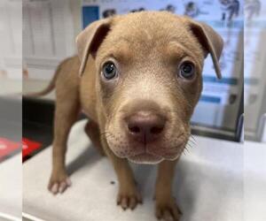 Mutt Dogs for adoption in San Antonio, TX, USA